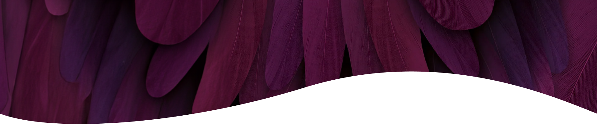 Purple Feather top website header